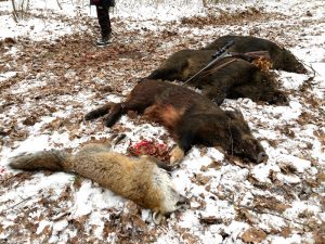 Karl Hauptmann GmbH Jagdwaffen Büchsen und Flinten Neues Blog Winterjagd Wildschweine