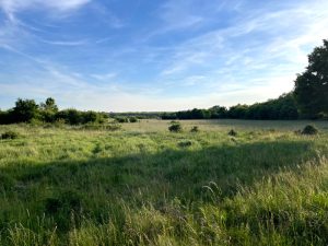 Karl Hauptmann GmbH Jagdwaffen Büchsen und Flinten Neues Blog Jagd Rehbock Landschaft