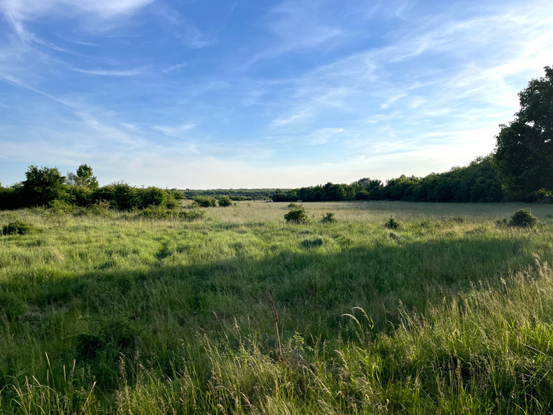 Karl Hauptmann GmbH Jagdwaffen Büchsen und Flinten Neues Blog Jagd Rehbock Landschaft