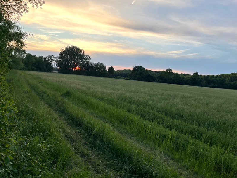 Karl Hauptmann GmbH Jagdwaffen Büchsen und Flinten Neues Blog Jagd Rehbock